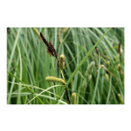Ostrica ostrá – Carex acutiformis