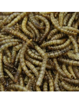 Mealworms - Múčne červy 10L