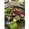 Water lily pot