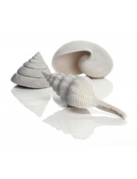 biOrb Sea Shells Decor set biele 12, 7, 5 cm