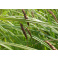 Ostrica čierna - Carex nigra