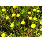 Kotula jednoročná - Cotula coronopifolia