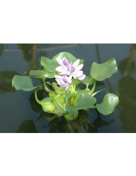 Hyacint - Eichhornia spec
