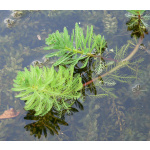 Filtračné rastliny (-50 až-150cm)