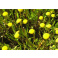 Kotula jednoročná - Cotula coronopifolia