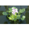 Hyacint - Eichhornia spec