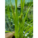 Ostrica pašáchorovitá- Carex pseudocyperus