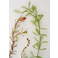 Myriophyllum spicatum - Stolístok klasnatý