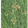 Škripina jazierková– Scirpus lacustris