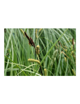 Ostrica ostrá – Carex acutiformis