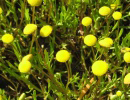 Rastliny do močiarnej zóny (0 až -30cm)