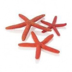 biOrb Star Fish Decor set červená 12, 10 a 8 cm