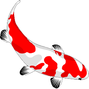 KOI kapre do 20 cm